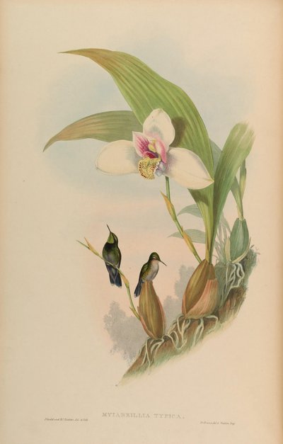 Myiabeilla Typica = Abeillia Abeillei by John Gould